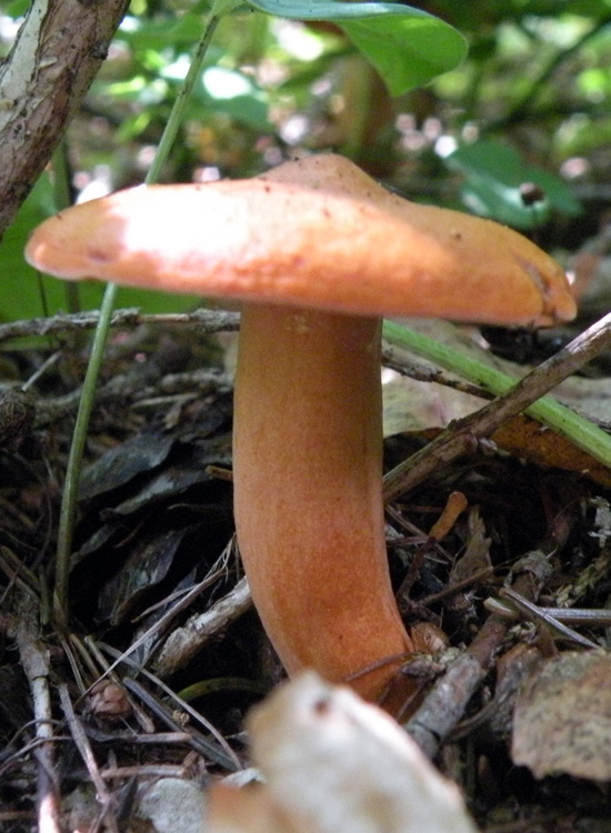 Se avesse il lattice...